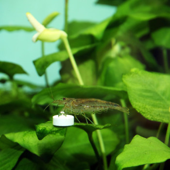 Proflora Ferropol Tablets Proflora Ferropol Tablets