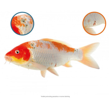 Koi Care Argusol Koi Care Argusol